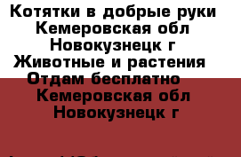 Котятки в добрые руки - Кемеровская обл., Новокузнецк г. Животные и растения » Отдам бесплатно   . Кемеровская обл.,Новокузнецк г.